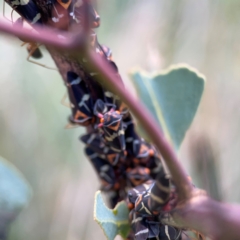 Eurymeloides pulchra at Bruce Ridge - 6 Jan 2024