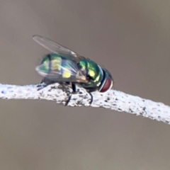 Chrysomya sp. (genus) (A green/blue blowfly) at O'Connor, ACT - 6 Jan 2024 by Hejor1
