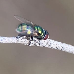 Chrysomya sp. (genus) at Bruce Ridge - 6 Jan 2024