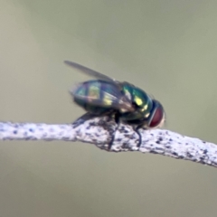 Chrysomya sp. (genus) at Bruce Ridge - 6 Jan 2024