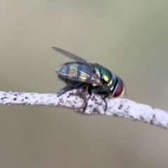 Chrysomya sp. (genus) at Bruce Ridge - 6 Jan 2024 06:28 PM