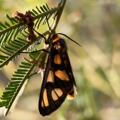 Amata (genus) (Handmaiden Moth) at Bruce Ridge - 6 Jan 2024 by Hejor1