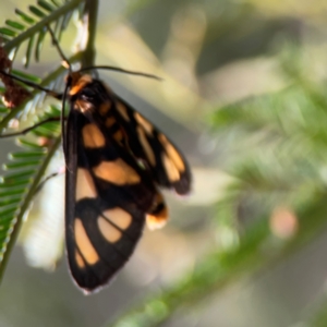 Amata (genus) at Bruce Ridge - 6 Jan 2024 06:29 PM