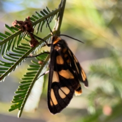 Amata (genus) at Bruce Ridge - 6 Jan 2024 06:29 PM