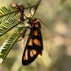 Amata (genus) at Bruce Ridge - 6 Jan 2024