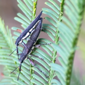 Rhinotia sparsa at Bruce Ridge - 6 Jan 2024