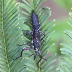 Rhinotia sparsa at Bruce Ridge - 6 Jan 2024