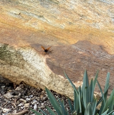 Cryptocheilus sp. (genus) (Spider wasp) at Braemar, NSW - 6 Dec 2023 by Span102