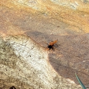 Cryptocheilus sp. (genus) at Mittagong, NSW - 6 Dec 2023