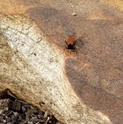 Cryptocheilus sp. (genus) at Mittagong, NSW - suppressed