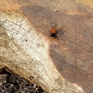 Cryptocheilus sp. (genus) at Mittagong, NSW - 6 Dec 2023