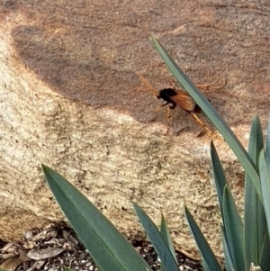 Cryptocheilus sp. (genus) at Mittagong, NSW - suppressed