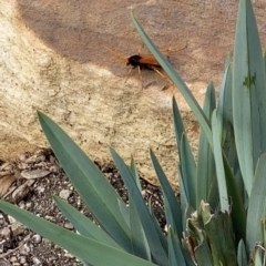 Cryptocheilus sp. (genus) at Mittagong, NSW - suppressed
