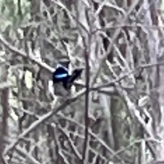 Malurus cyaneus (Superb Fairywren) at Bruce Ridge - 6 Jan 2024 by Hejor1