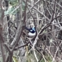 Malurus cyaneus at Bruce Ridge - 6 Jan 2024 06:36 PM