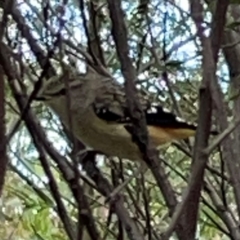 Pardalotus punctatus (Spotted Pardalote) at O'Connor, ACT - 6 Jan 2024 by Hejor1