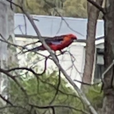 Platycercus elegans (Crimson Rosella) at Bruce Ridge - 6 Jan 2024 by Hejor1