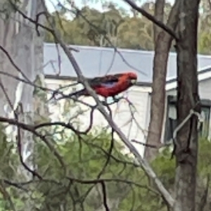 Platycercus elegans at Bruce Ridge - 6 Jan 2024