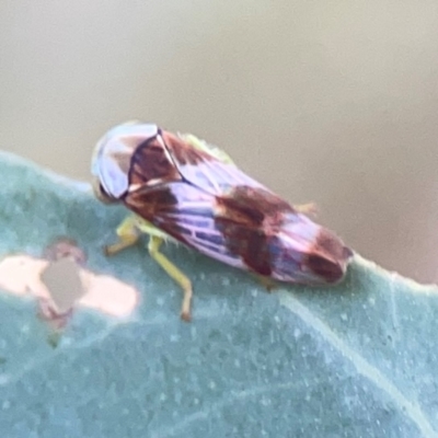 Rosopaella cuprea (A leafhopper) at Bruce Ridge - 6 Jan 2024 by Hejor1