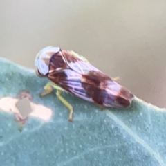 Rosopaella cuprea (A leafhopper) at Bruce Ridge - 6 Jan 2024 by Hejor1