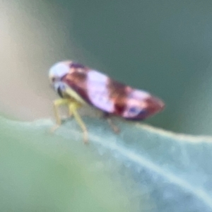 Rosopaella cuprea at Bruce Ridge - 6 Jan 2024 06:54 PM