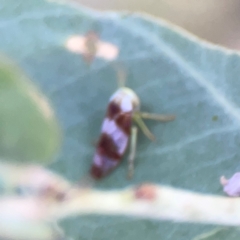 Rosopaella cuprea at Bruce Ridge - 6 Jan 2024