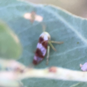 Rosopaella cuprea at Bruce Ridge - 6 Jan 2024