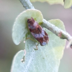 Rosopaella cuprea at Bruce Ridge - 6 Jan 2024 06:54 PM