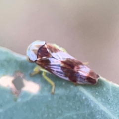 Rosopaella cuprea at Bruce Ridge - 6 Jan 2024 06:54 PM