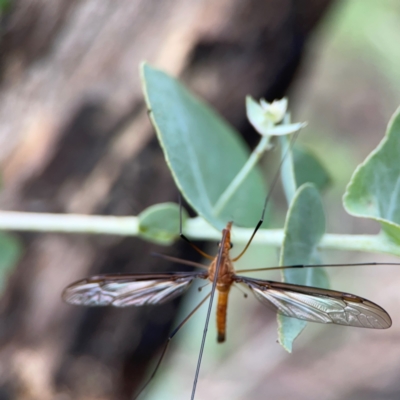 Leptotarsus (Macromastix) costalis (Common Brown Crane Fly) at O'Connor, ACT - 6 Jan 2024 by Hejor1