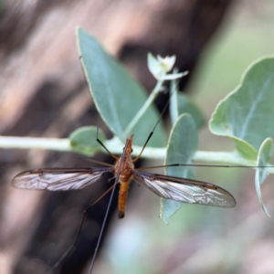 Leptotarsus (Macromastix) costalis at Bruce Ridge - 6 Jan 2024