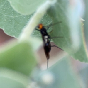 Braconidae (family) at Bruce Ridge - 6 Jan 2024