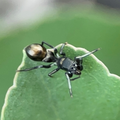 Myrmarachne luctuosa (Polyrachis Ant Mimic Spider) at O'Connor, ACT - 6 Jan 2024 by Hejor1