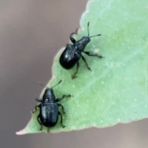 Euops sp. (genus) at Bruce Ridge - 6 Jan 2024 07:00 PM