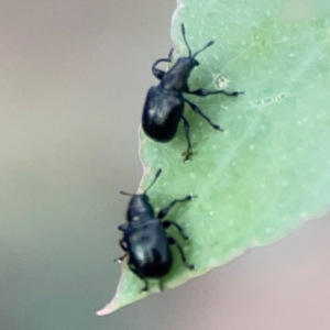 Euops sp. (genus) at Bruce Ridge - 6 Jan 2024 07:00 PM