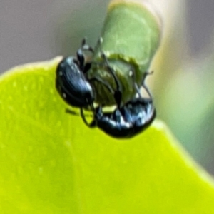 Euops sp. (genus) at Bruce Ridge - 6 Jan 2024 07:00 PM