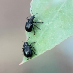 Euops sp. (genus) at Bruce Ridge - 6 Jan 2024 07:00 PM