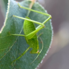 Caedicia simplex (Common Garden Katydid) at Bruce Ridge - 6 Jan 2024 by Hejor1