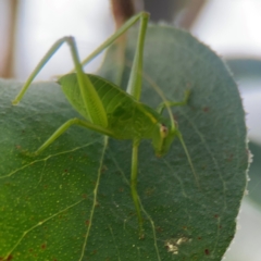 Caedicia simplex at Bruce Ridge - 6 Jan 2024