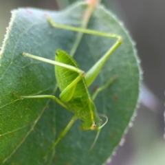 Caedicia simplex at Bruce Ridge - 6 Jan 2024