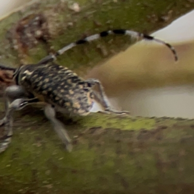 Ancita sp. (genus) (Longicorn or longhorn beetle) at O'Connor, ACT - 6 Jan 2024 by Hejor1