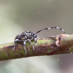 Ancita sp. (genus) at Bruce Ridge - 6 Jan 2024