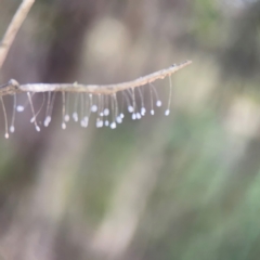 Neuroptera (order) (Unidentified lacewing) at Bruce Ridge - 6 Jan 2024 by Hejor1