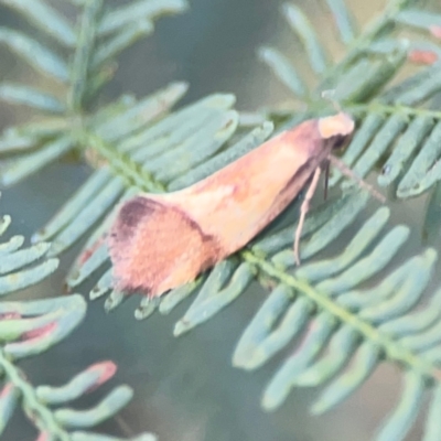 Isomoralla pyrrhoptera (A concealer moth) at Bruce Ridge - 6 Jan 2024 by Hejor1