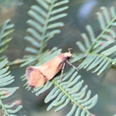 Isomoralla pyrrhoptera at Bruce Ridge - 6 Jan 2024