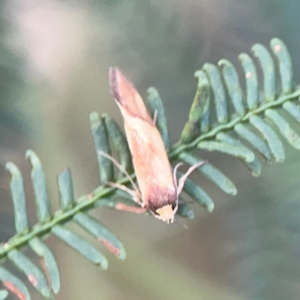 Isomoralla pyrrhoptera at Bruce Ridge - 6 Jan 2024