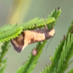 Isomoralla pyrrhoptera (A concealer moth) at Bruce Ridge - 6 Jan 2024 by Hejor1