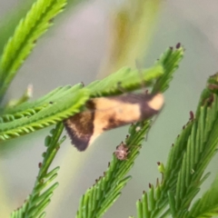 Isomoralla pyrrhoptera at Bruce Ridge - 6 Jan 2024 07:07 PM