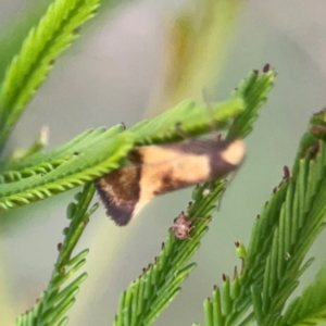 Isomoralla pyrrhoptera at Bruce Ridge - 6 Jan 2024