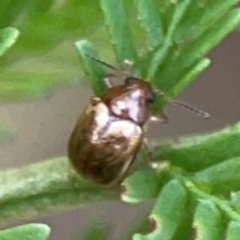Rhyparida sp. (genus) (Leaf beetle) at O'Connor, ACT - 6 Jan 2024 by Hejor1